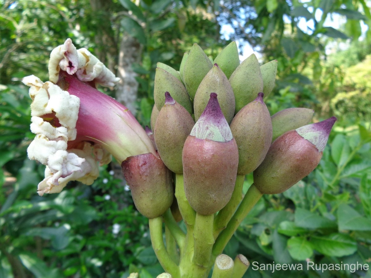 Oroxylum indicum (L.) Kurz